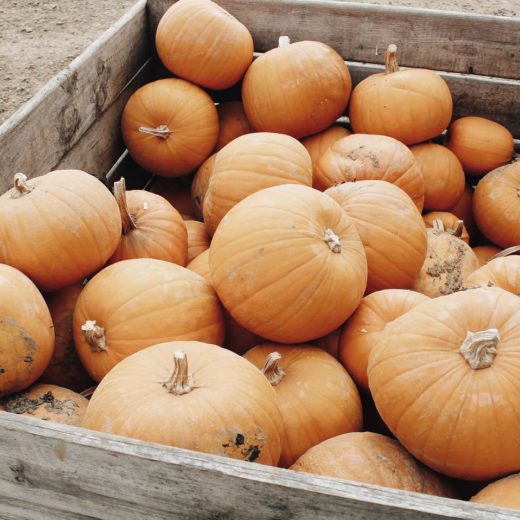 citrouille cueillette de cagny